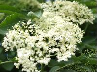 Holunder Blüte 3