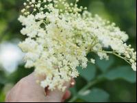 Holunder Blüte 2