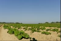 Potato leave development 9