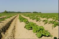 Potato leave development 8