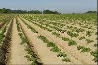 Potato leave development 5
