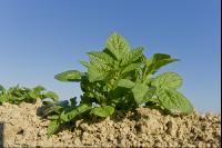 Potato leave development 4