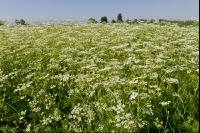 Kümmel Blüte 15