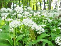 ramsons 15