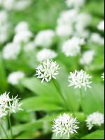 ramsons 14