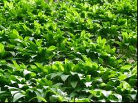 ramsons 13
