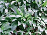 ramsons 12