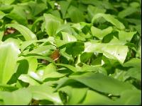 ramsons 11