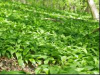 ramsons 10