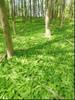ramsons 9