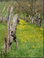 Neustift am Walde 4