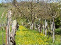 Neustift am Walde 3