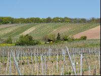 Neustift am Walde 2