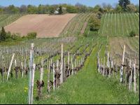 Neustift am Walde 1