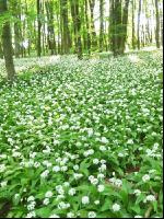 ramsons 17