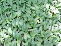 ramsons 19