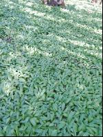 ramsons 20