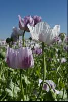 Graumohn Blüte 17