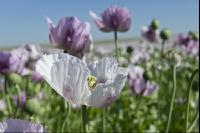 Graumohn Blüte 14