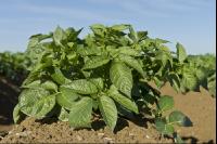 Potato leave development 18