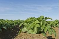 Potato leave development 17