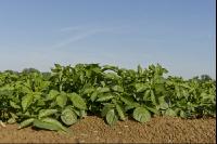 Potato leave development 15