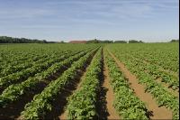 Potato leave development 12