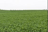 Red clover 7