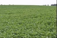 Red clover 6