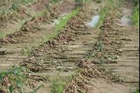 Hagel Kartoffeln J 3