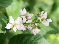 Brombeere Blüte 4