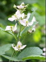 Brombeere Blüte 2