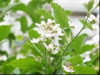 Brombeere Blüte 1