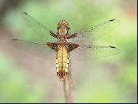Libelle 4