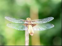Libelle 3