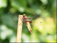 Libelle 2