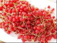 Johannisbeere rot 1