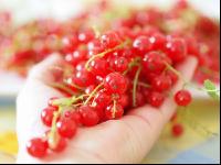 Johannisbeere rot 7