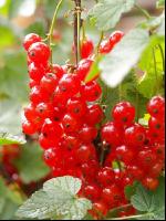 Johannisbeere rot 4