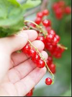 Johannisbeere Ernte 3