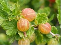 Stachelbeeren 9