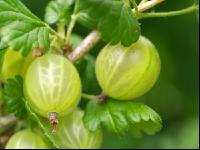 Stachelbeeren 7