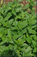 Oregano 4