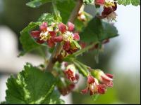 Jostabeere Blüte 1