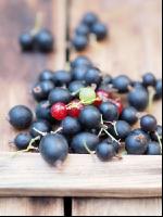 Jostabeeren 2