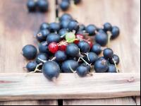 Jostabeeren 1