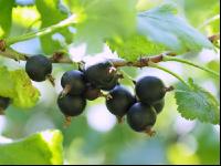 Jostabeeren 2