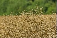 Raps Ernte 102