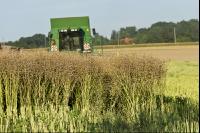 Raps Ernte 125