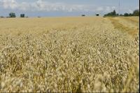Hafer Ernte 3
